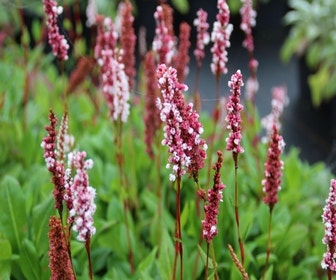 Knöterich (Persicaria affinis 'Superba')