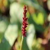 Knöterich (Persicaria amplexicaulis 'Fat Domino')