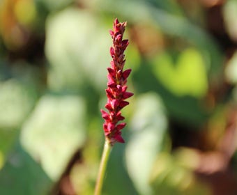 Knöterich (Persicaria amplexicaulis 'Fat Domino')