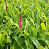 Knöterich (Persicaria amplexicaulis)