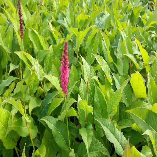 Knöterich (Persicaria amplexicaulis)
