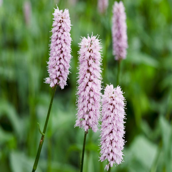 Schlangenwurz (Persicaria bistorta)