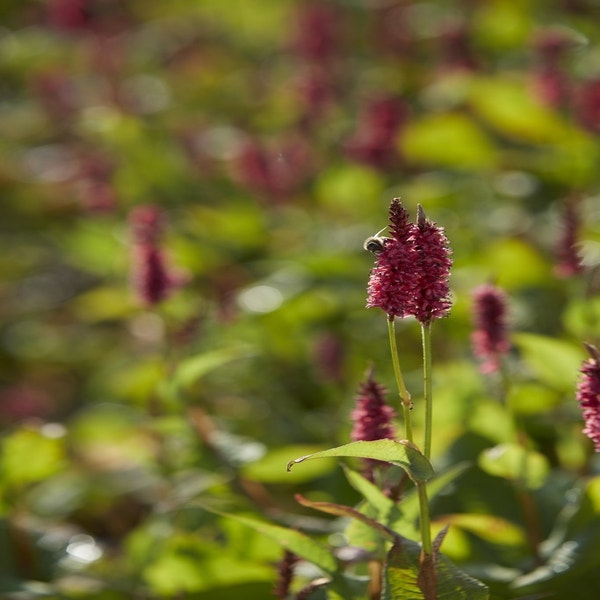 Knöterich (Persicaria amplexicaulis 'JS Calor') BIO