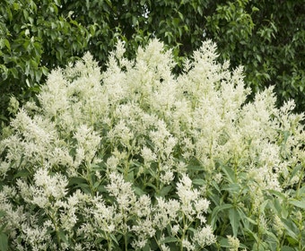 Knöterich (Persicaria polymorpha)