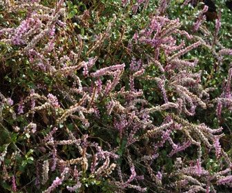 Knöterich (Persicaria vacciniifolia)