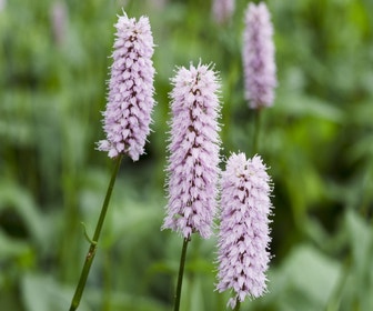 Schlangenwurz (Persicaria bistorta 'Superba')