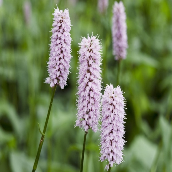 Schlangenwurz (Persicaria bistorta 'Superba') BIO