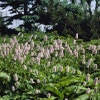 Schlangenwurz (Persicaria bistorta 'Superba') BIO