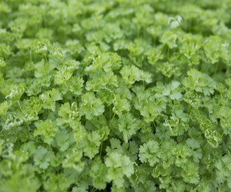 Petersilie (Petroselinum crispum)