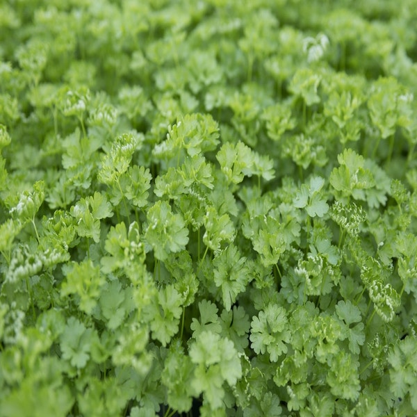 Petersilie (Petroselinum crispum)