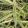 Kanariengras (Phalaris arundinacea 'Picta')