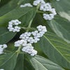 Japanische Schönfrucht (Callicarpa japonica 'Leucocarpa')