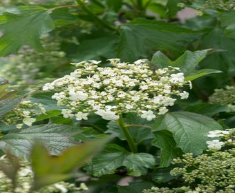 Schneeball (Viburnum opulus 'Compactum')