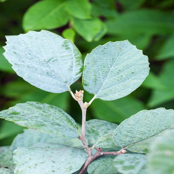 Flessenborstelstrauch (Fothergilla intermedia 'Blue Shadow')