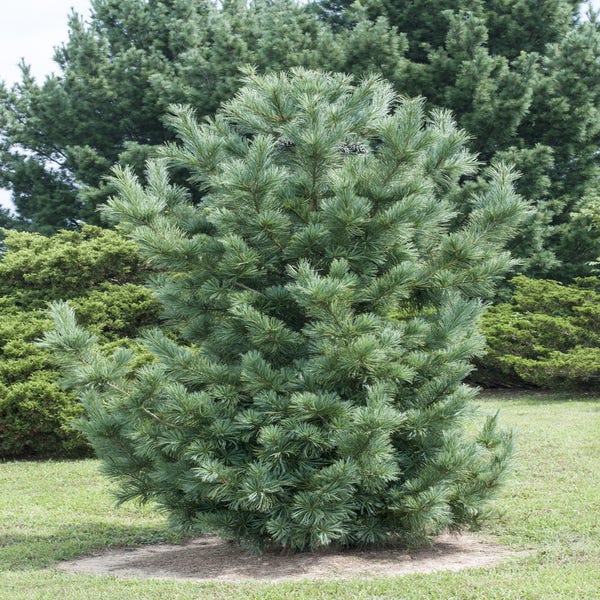 Zuilvormige Weymouthden (Pinus strobus 'Fastigiata')