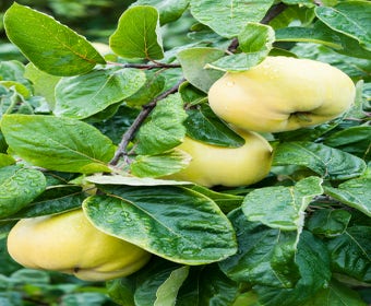 Quittenbaum (Cydonia oblonga 'Vranja')