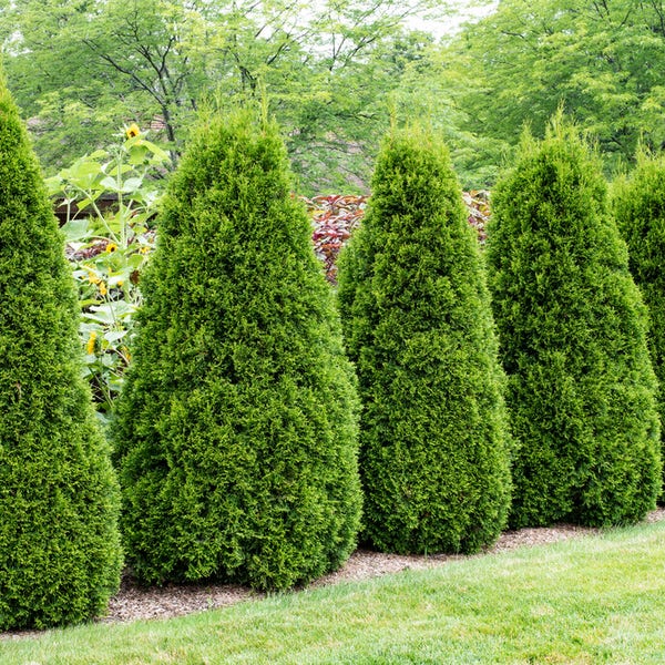 thuja unterschiede Thuja Smaragd kaufen schmale Hecke