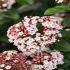 Immergrüne Schneeball (Viburnum tinus 'Eve Price')