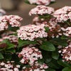 Schneeball (Viburnum tinus 'Lisa Rose')