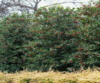 Amerikanische Stechpalme (Ilex 'Nellie R Stevens')