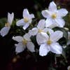 Gewöhnlicher Pfeifenstrauch (Philadelphus coronarius)