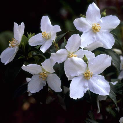 Gewöhnlicher Pfeifenstrauch (Philadelphus coronarius)