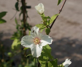 Gewöhnlicher Pfeifenstrauch (Philadelphus 'Belle Etoile')