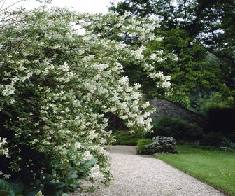 Gewöhnlicher Pfeifenstrauch (Philadelphus 'Lemoinei')