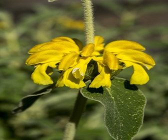 Filzkraut (Phlomis fruticosa)