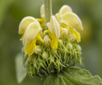 Filzkraut (Phlomis russeliana)