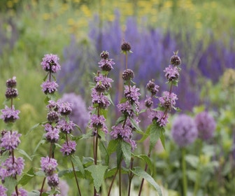 Filzkraut (Phlomis tuberosa)