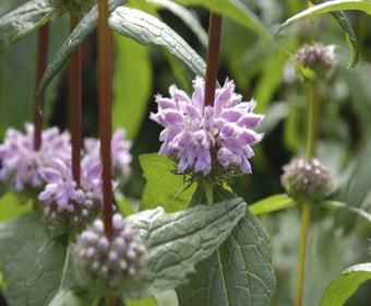 Brandkraut (Phlomis tuberosa 'Amazone')