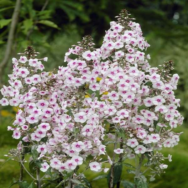 Flammenblume (Phlox 'Delta')