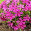 Flammenblume (Phlox douglasii 'Crackerjack')