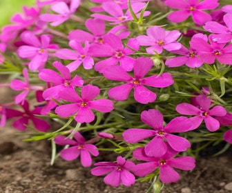 Flammenblume (Phlox douglasii 'Crackerjack')