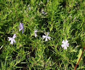 Teppichphlox (Phlox subulata 'Emerald Cushion Blue')