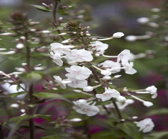 Flammenblume (Phlox maculata 'Omega')