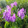 Flammenblume (Phlox paniculata 'Laura')