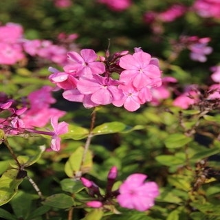 Flammenblume (Phlox paniculata 'Rijnstroom')