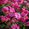 Flammenblume (Phlox paniculata 'Tenor')