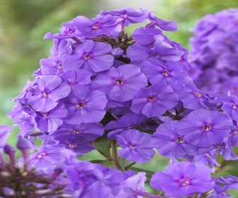 Flammenblume (Phlox paniculata 'Amethyst')