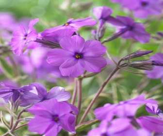 Flammenblume (Phlox procumbens 'Variegata')