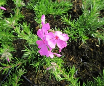 Teppichphlox (Phlox subulata 'MacDaniels Cushion')