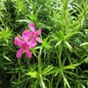 Teppichphlox (Phlox subulata 'Temiskaming')
