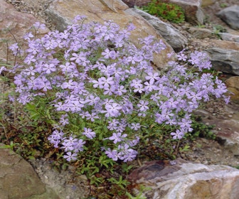 Flammenblume (Phlox stolonifera 'Blue Ridge')