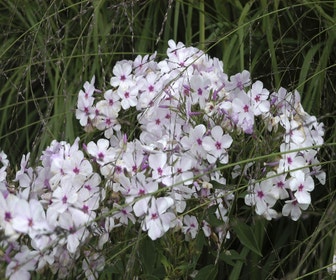 Teppichphlox (Phlox subulata 'Amazing Grace')