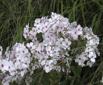 Teppichphlox (Phlox subulata 'Amazing Grace')