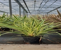 Neuseeländisches Flachs (Phormium 'Duet')