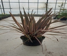 Neuseeländisches Flachs (Phormium 'Sundowner')