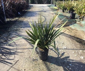 Neuseeländisches Flachs  (Phormium tenax 'Pink Stripe')
